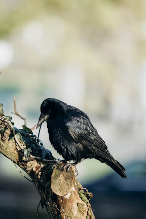 Rook Bird on Tree