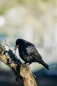 crow photo