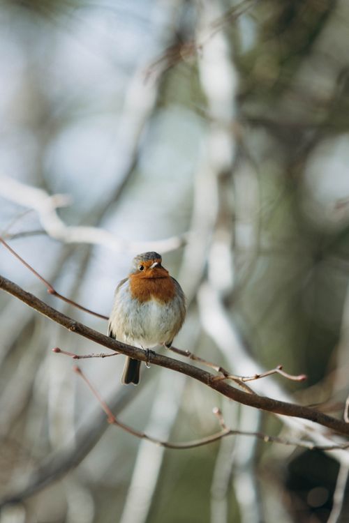 Free A European Robin sits on a branch with a blurred background, showcasing nature's beauty. Stock Photo