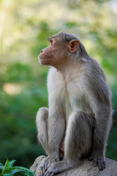 Gratis arkivbilde med ape, dyrefotografering, dyreverdenfotografier