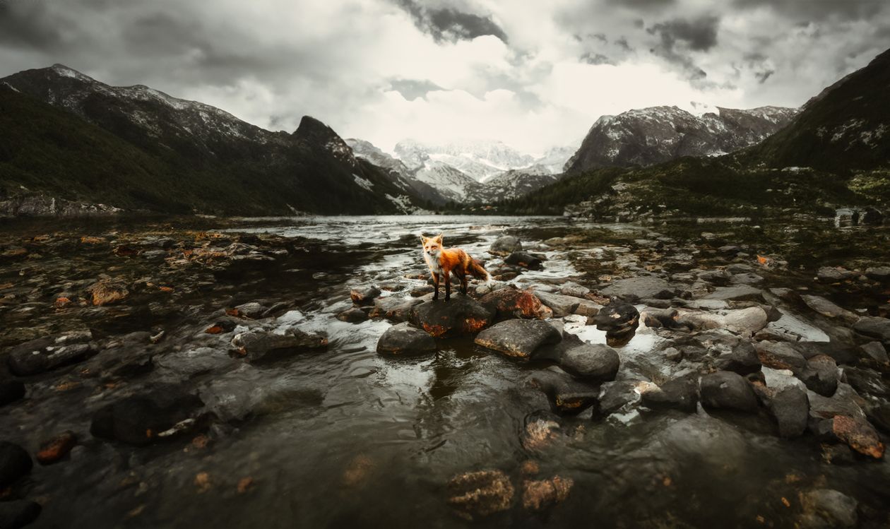 Fox on Rock in River · Free Stock Photo