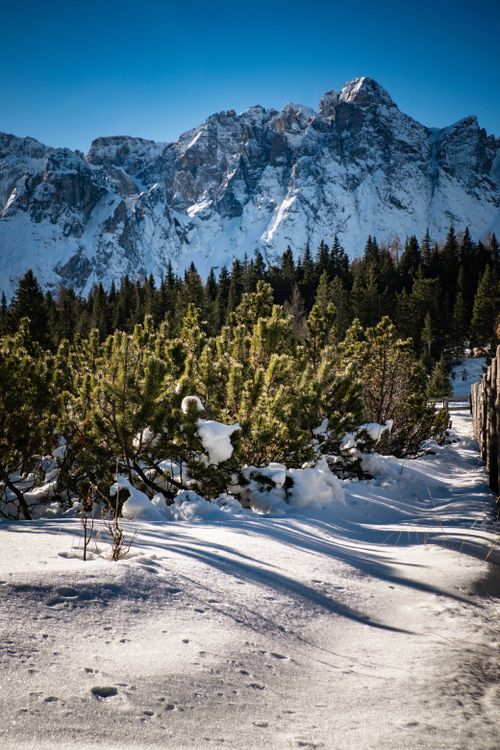 Free Scenic winter view of snow-covered terrain with evergreen trees and majestic mountains under a clear blue sky. Stock Photo