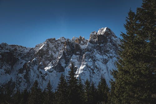 View of Coniferous Trees and Rocky Snowcapped Mountains under a Clear Blue Sky 