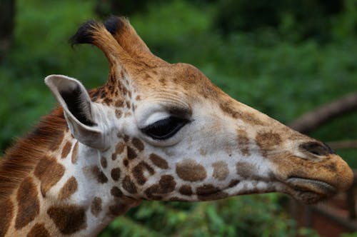 Head of Giraffe