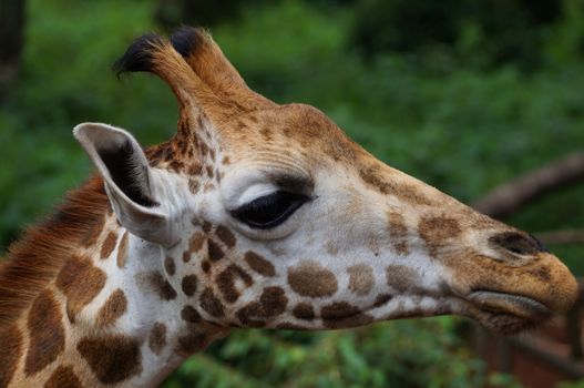 Giraffe Centre and Karen Blixen — Kenya Safari