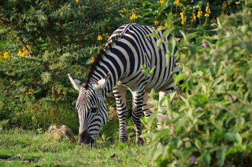 Adorable Zebra Grazing