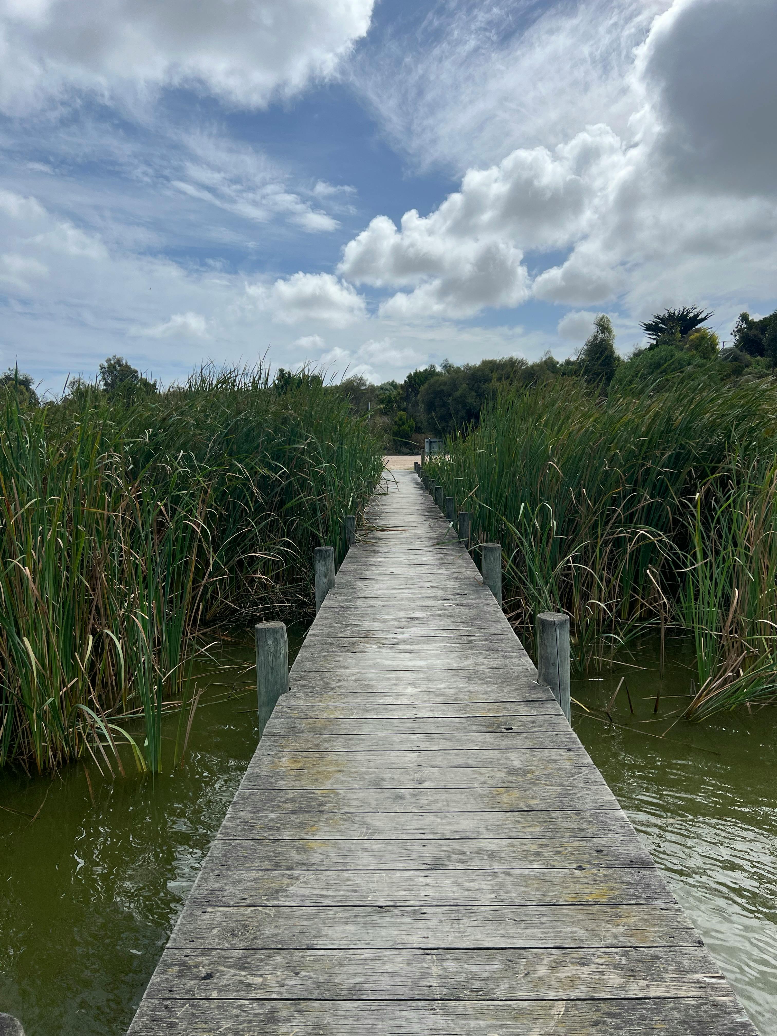 Peaceful wooden boardwalk surrounded by lush reeds under a cloudy sky in Clayton Bay, Australia.