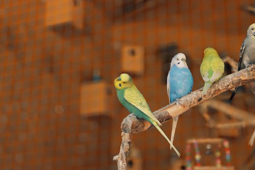 Kostnadsfri bild av fåglar, färg, färgrik