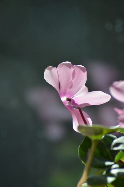 Free Beautiful close-up of a pink cyclamen flower with vibrant petals and green leaves. Stock Photo