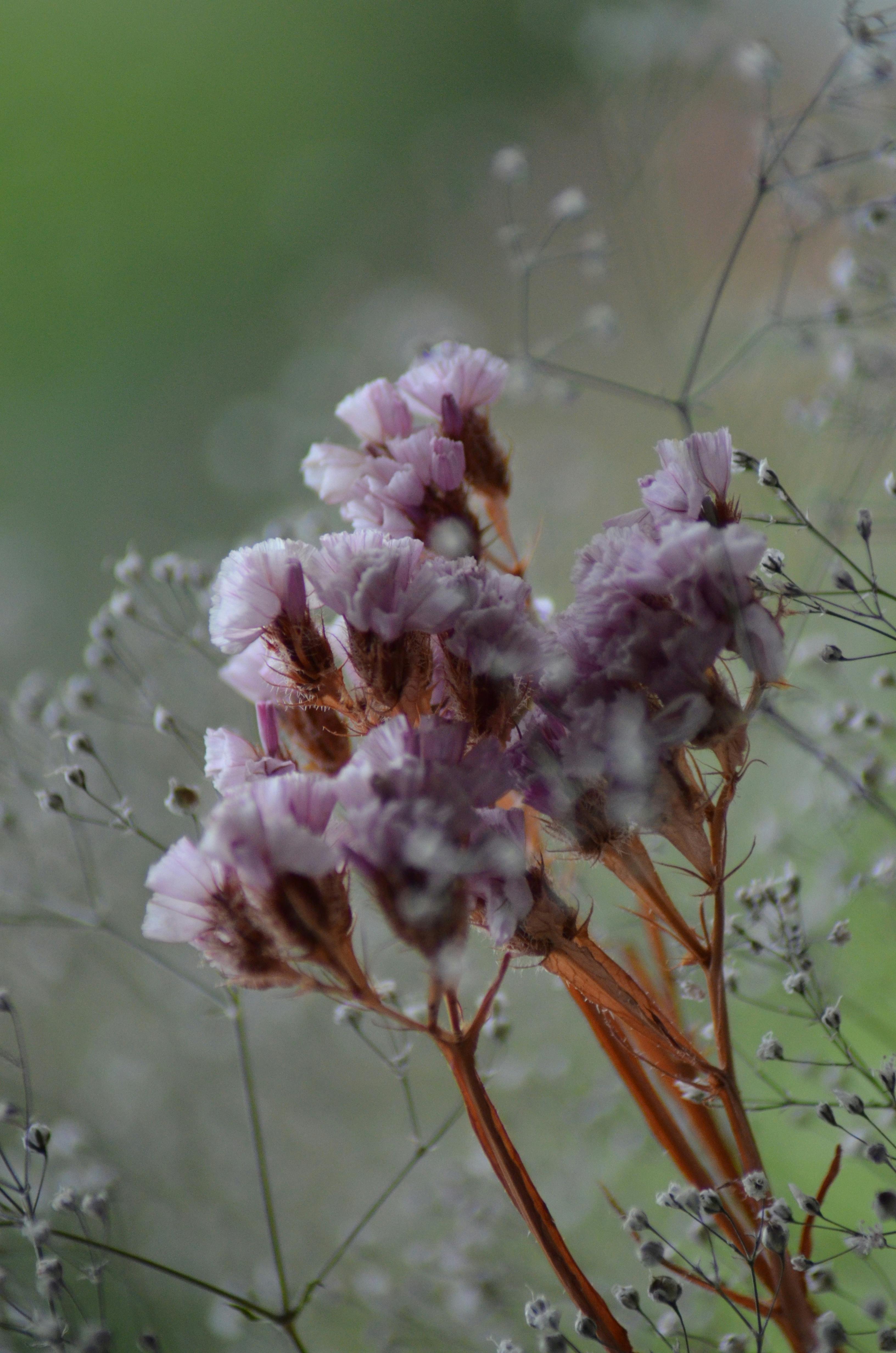 [ColoSach]-delicate-purple-flowers-with-a-soft-bokeh-background,-capturing-the-beauty-of-nature.