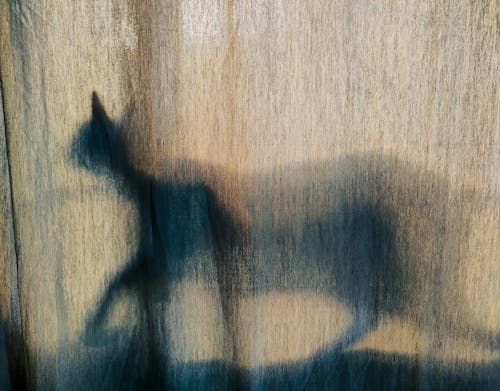 คลังภาพถ่ายฟรี ของ ซิลูเอตต์, ม่าน, ลูกแมว