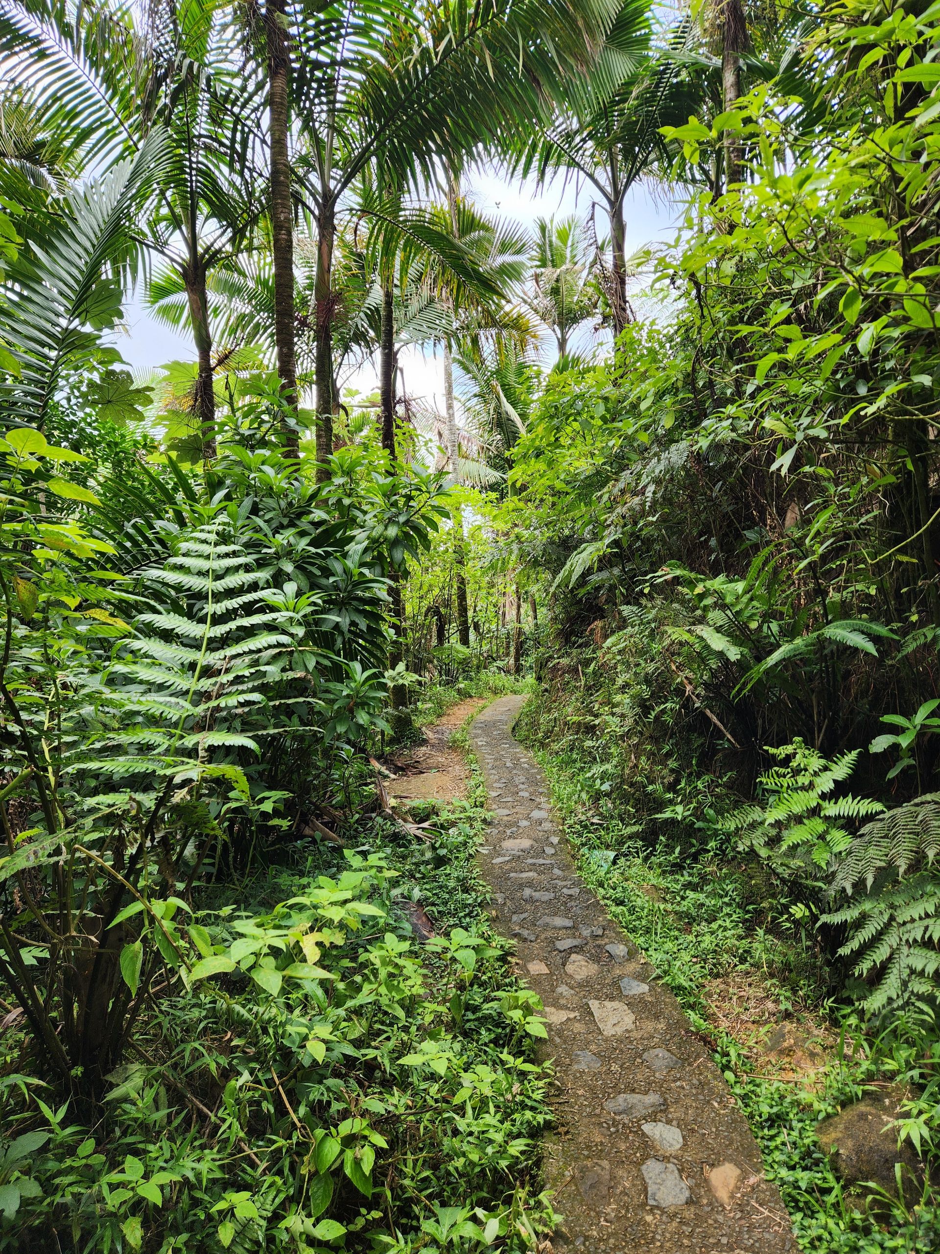 El Yunque National Forest, San Juan