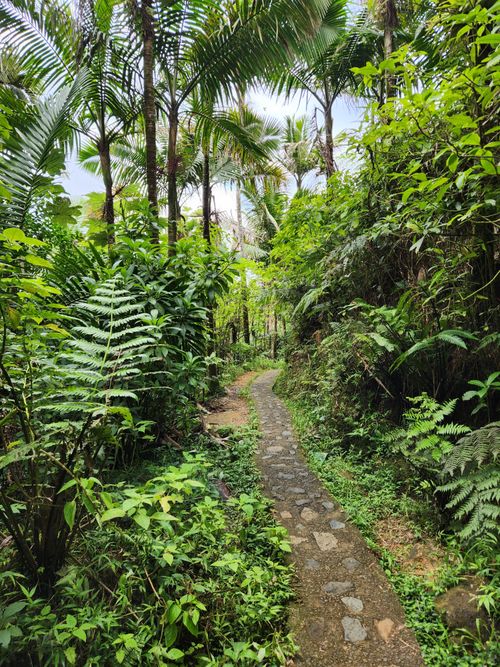 Free A tranquil stone path winds through vibrant greenery in a tropical rainforest, capturing nature's beauty. Stock Photo