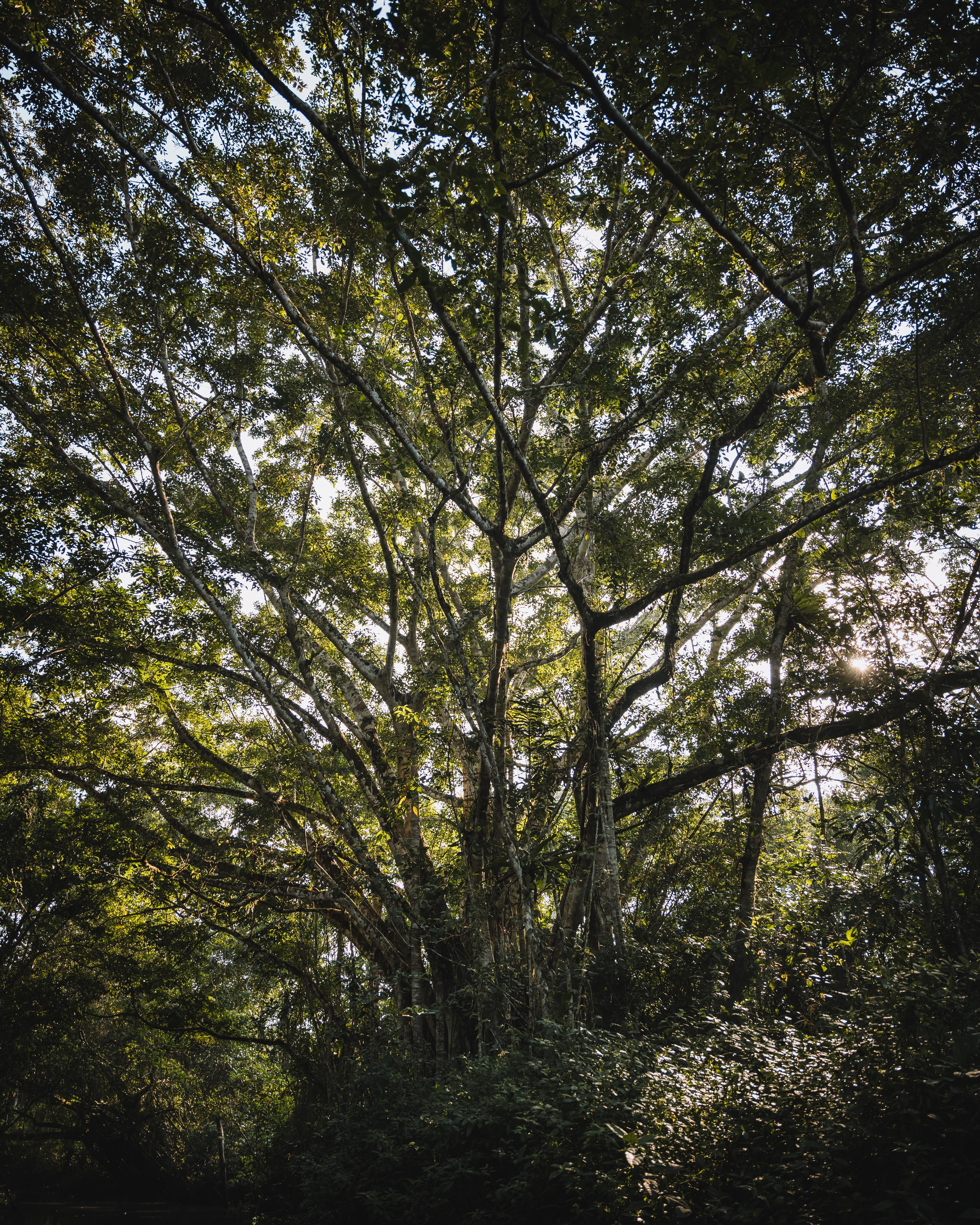 A Tree In A Forest A Collection Of Ajahn Chah S Similes