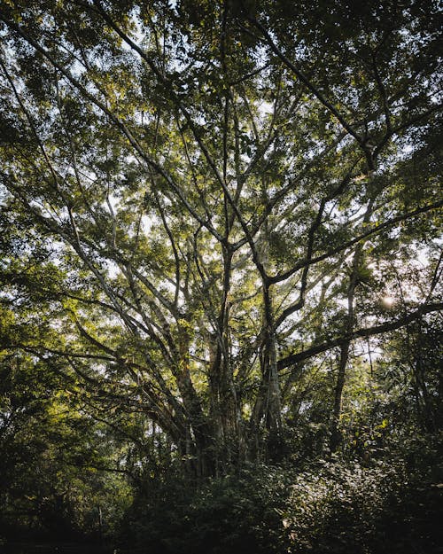 Immagine gratuita di alberi, albero, foglie