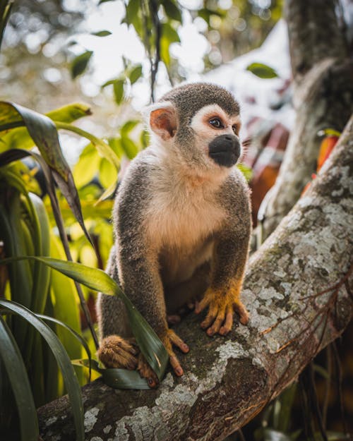 Základová fotografie zdarma na téma fotografování zvířat, ohrada zoo, sezení