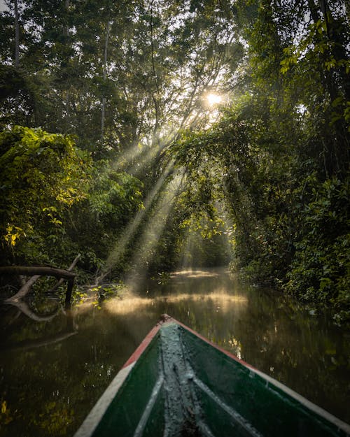 강, 경치, 밀림의 무료 스톡 사진