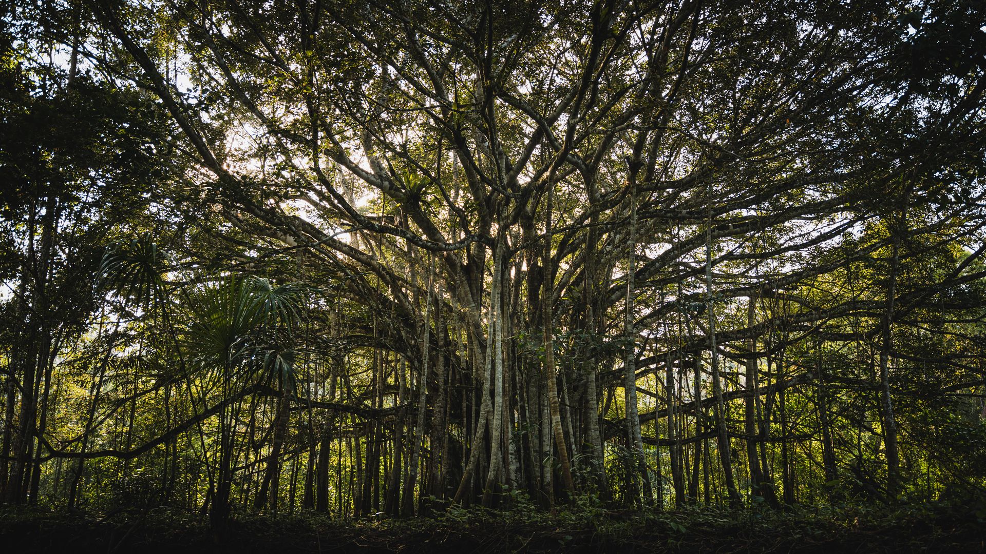 Overgrown Banyan Tree