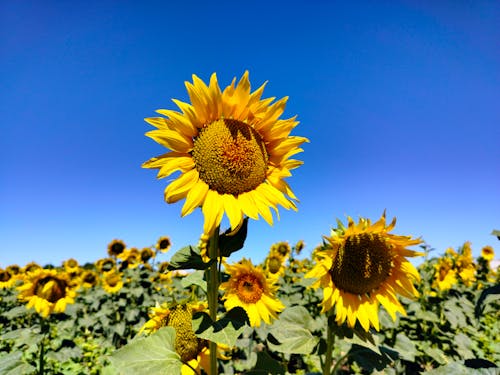 Foto stok gratis agrikultura, bidang, bunga matahari