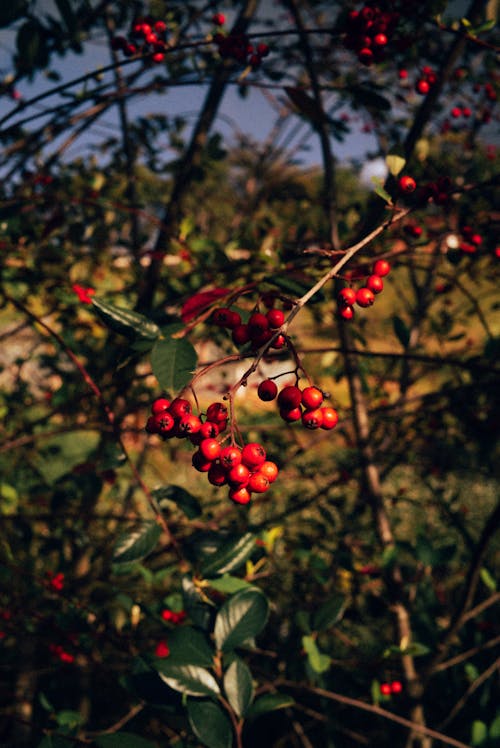 Gratis lagerfoto af bane, frutos, natur