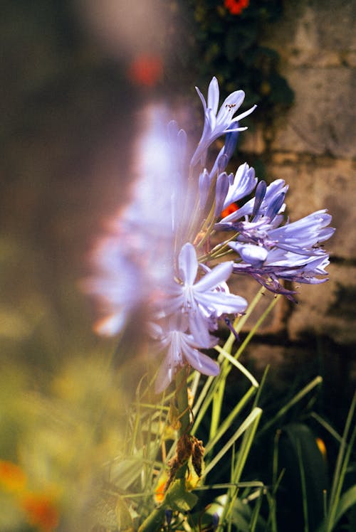 Fotobanka s bezplatnými fotkami na tému hracie pole, krása prírody, kvet