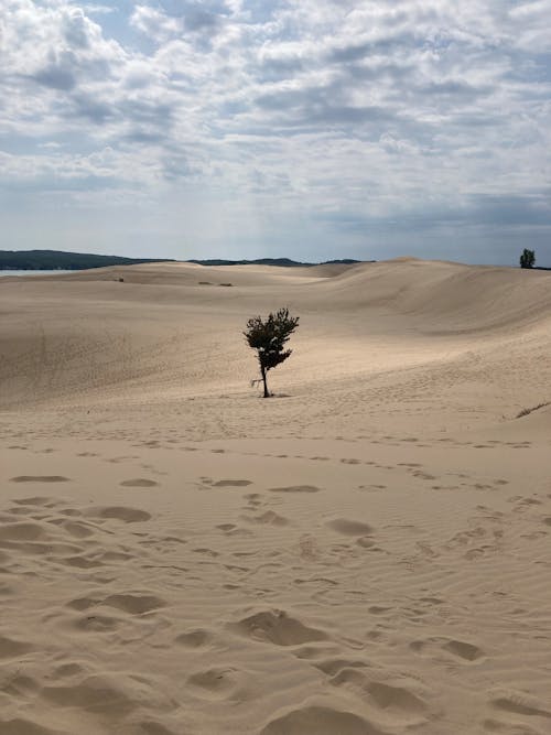 Single Tree on Desert