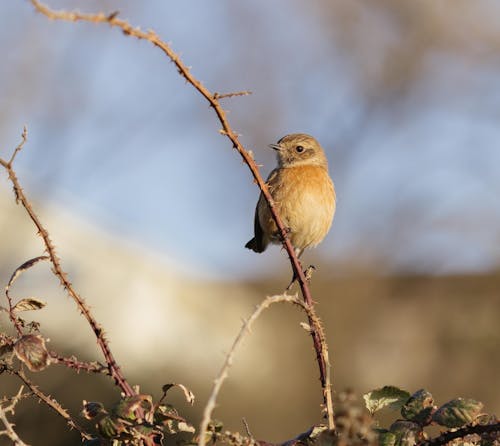 Small Sparrow in Nature