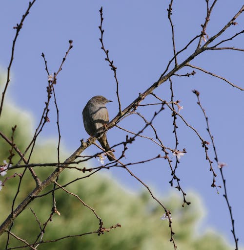 A bird is perched on a branch of a tree