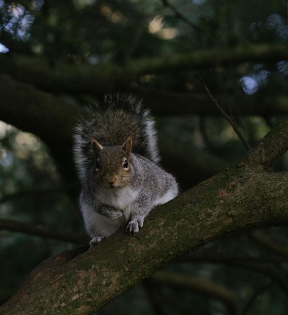 Close-up photo of a squirrel perched on a tree branch in a forest setting, capturing its curious expression.
