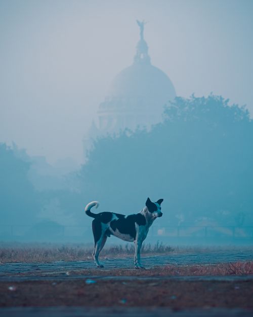 Free A lone dog stands in a foggy morning near Kolkata's Victoria Memorial. Stock Photo