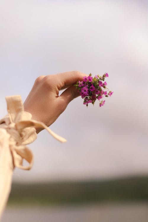 Woman Hand Holding Small, Purple Flowers