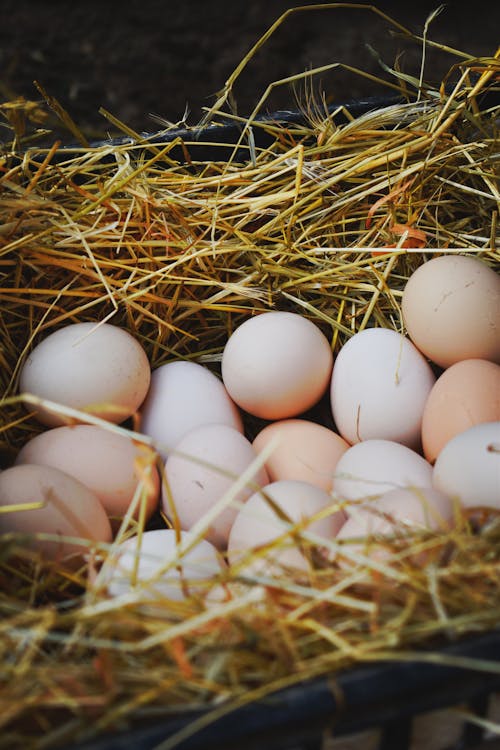 Ingyenes stockfotó bőség, élelmiszer-fotózás, friss témában