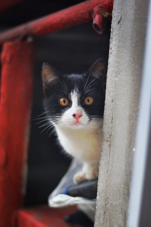 고양이, 놀란, 동물 사진의 무료 스톡 사진