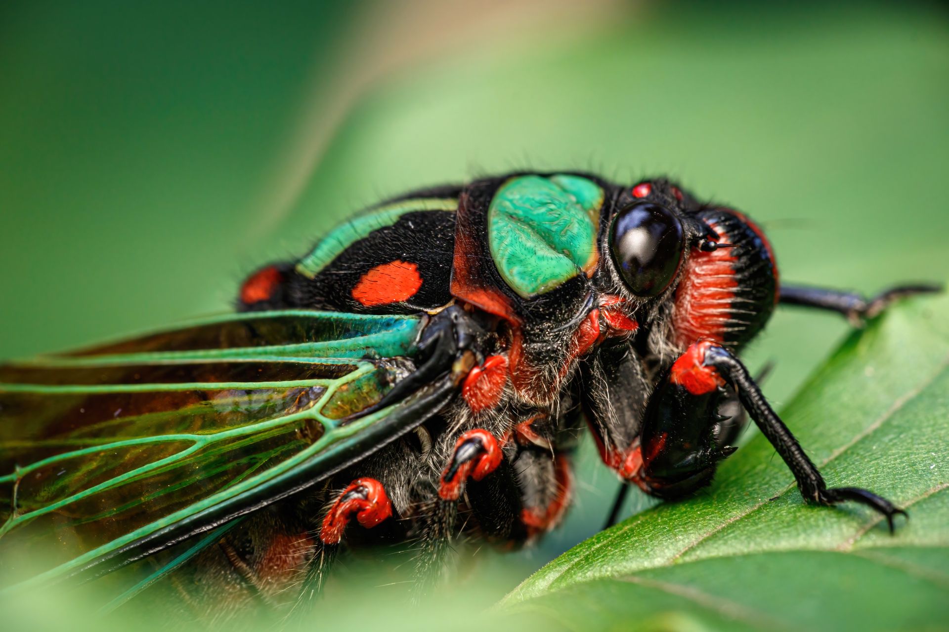 Detailed macro photograph of a vividly colored cicada resting on a leaf, showcasing its vibrant patterns.