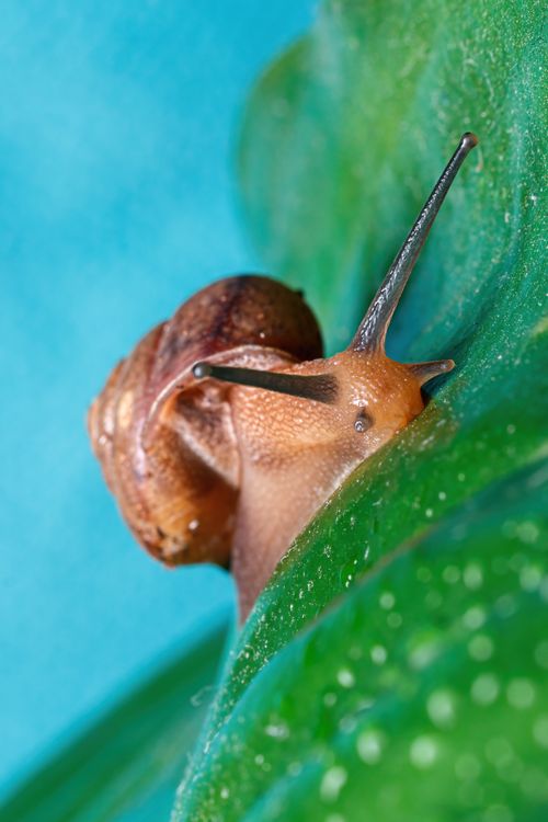 Free Detailed macro photograph capturing a snail on a vibrant green leaf against a blue background. Stock Photo