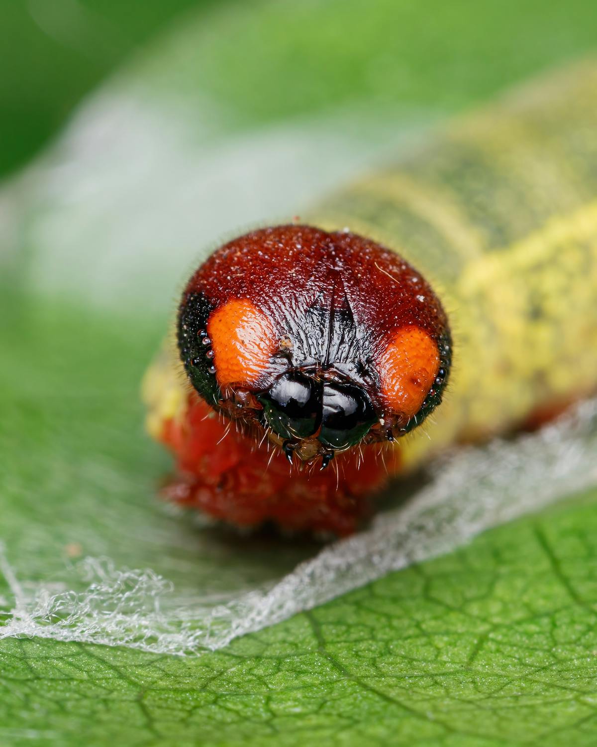 Worm with Orange Eyes on Leaf · Free Stock Photo