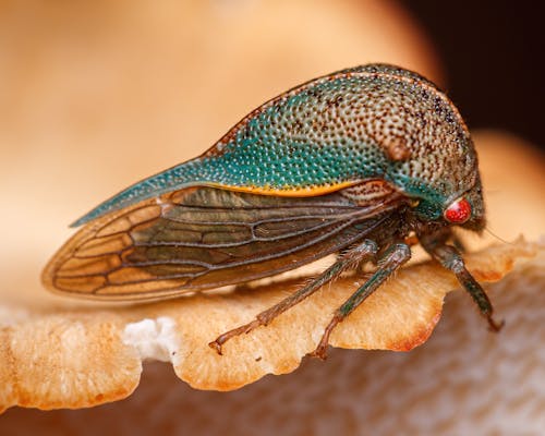 Close up of Bug