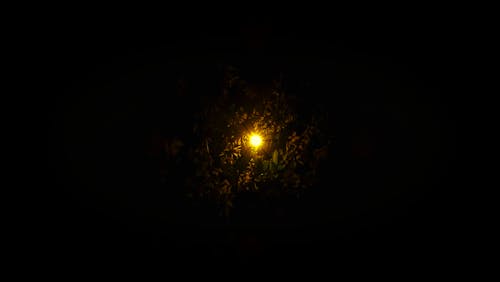 太陽, 晚上, 樹叢 的 免費圖庫相片