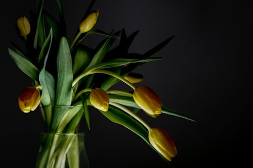 Foto stok gratis background hitam, bejana, bunga tulip