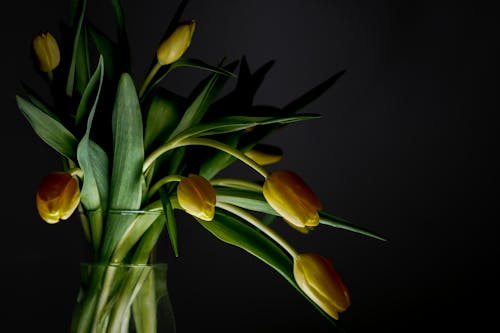 Yellow Tulips in Vase