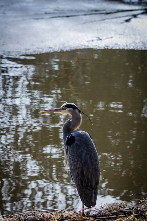 Heron Stands by Water