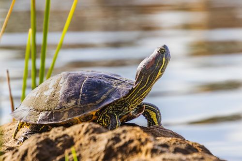 Free A turtle basking on a sunny rock by a serene lakeside, showcasing natural wildlife. Stock Photo