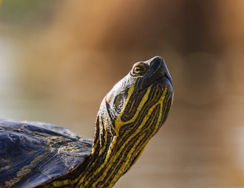 Foto d'estoc gratuïta de closca, coll, fotografia d'animals