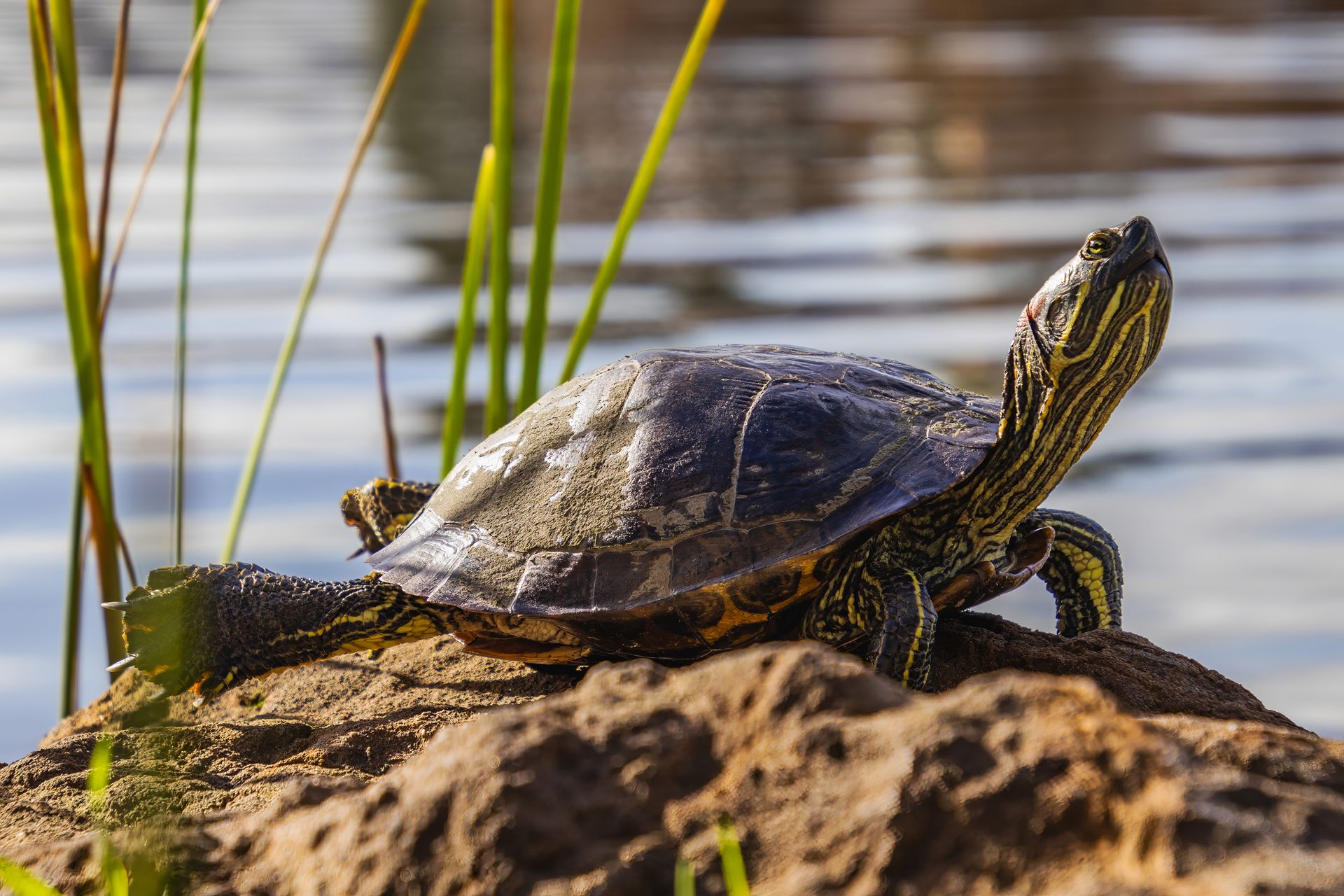 A wild turtle sunbathing on a rocky shore, surrounded by water and reeds.