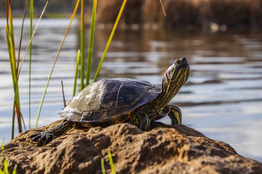 turtle photo