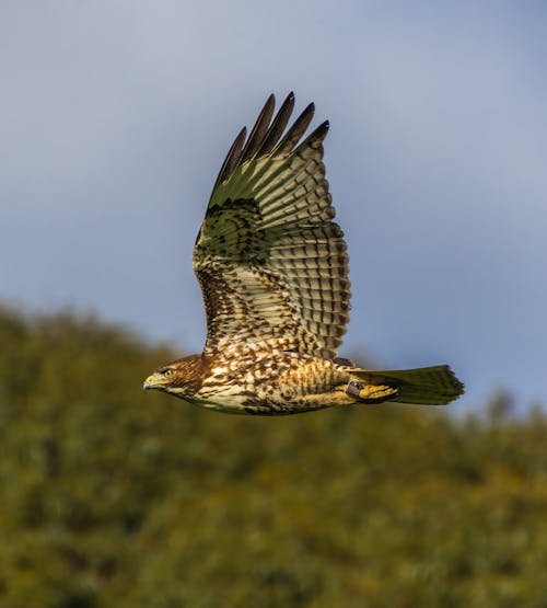 Close-up of a Flying Hawk 