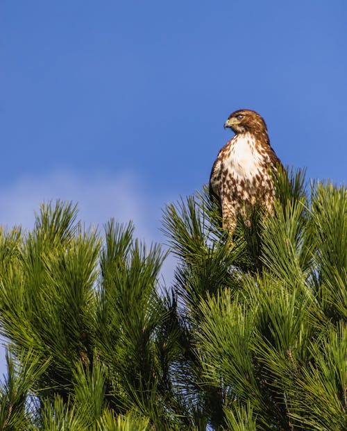 Close-up of a Hawk Sitting on a Tree