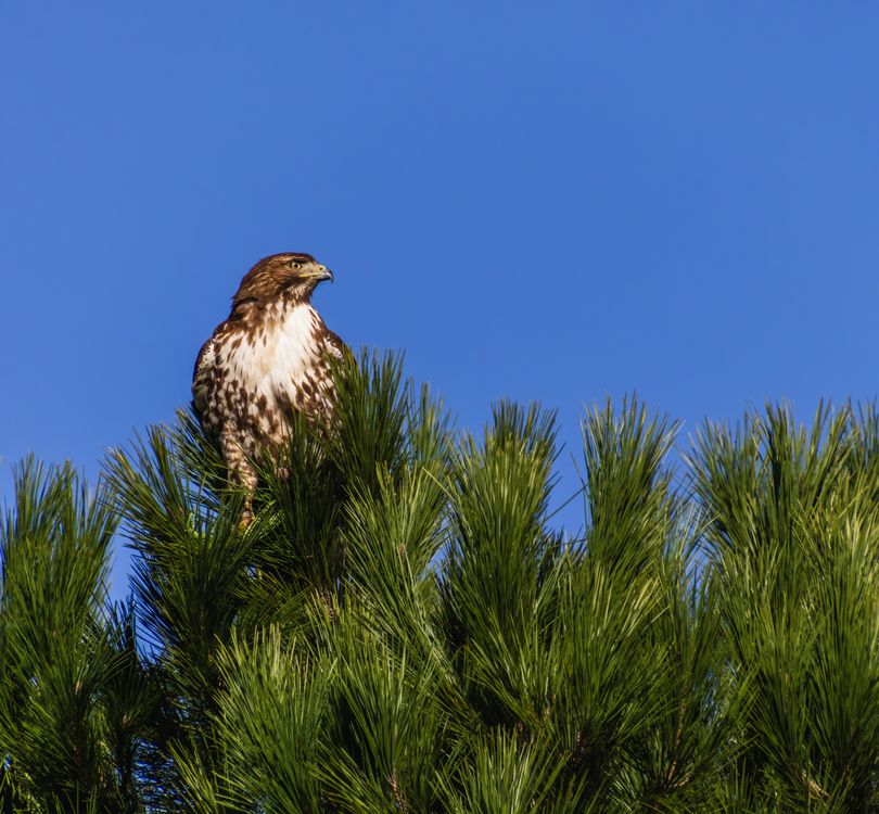 A Red-Tailed Hawk in a Tree · Free Stock Photo