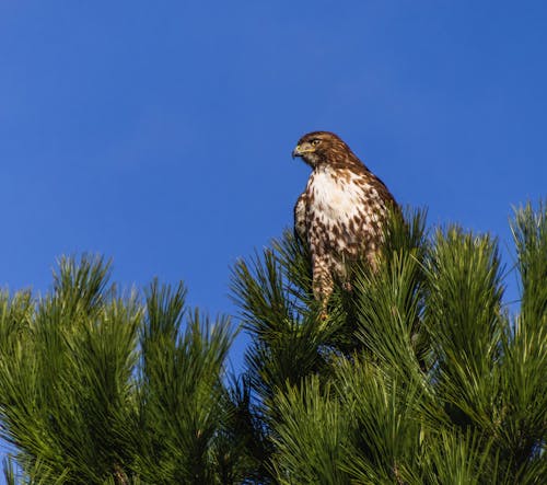 Eagle is Perching on Tree