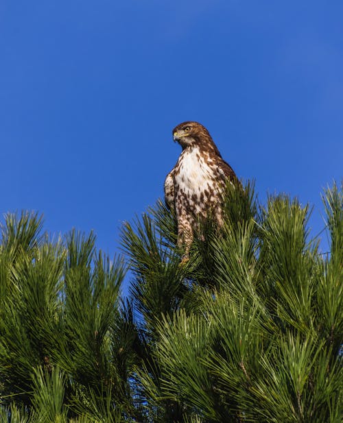 Close-up of a Hawk Sitting on a Tree